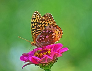 Great Spangled Fritillary on a Zinnia